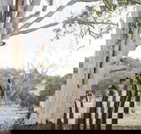 Sculptures in the Garden - Accommodation Newcastle