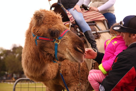 Willunga Almond Blossom Festival - Accommodation Newcastle 0