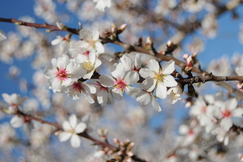 Willunga Almond Blossom Festival - Accommodation Newcastle 1