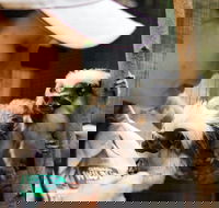 Animal Training and Conditioning - Sept - Accommodation Newcastle