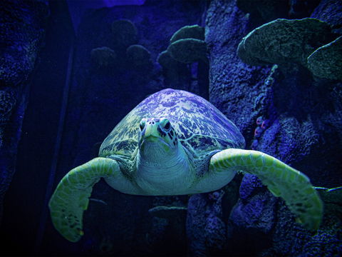 Sydney's Aquarium - Accommodation Newcastle 0