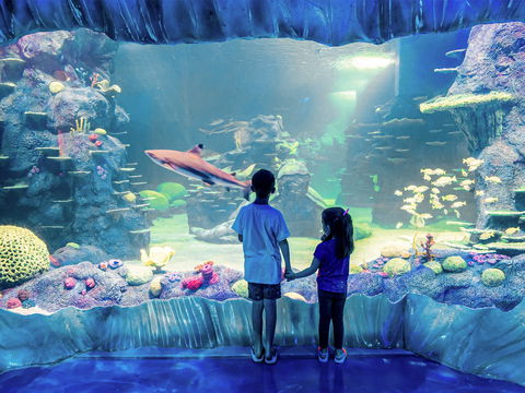Sydney's Aquarium - Accommodation Newcastle 1