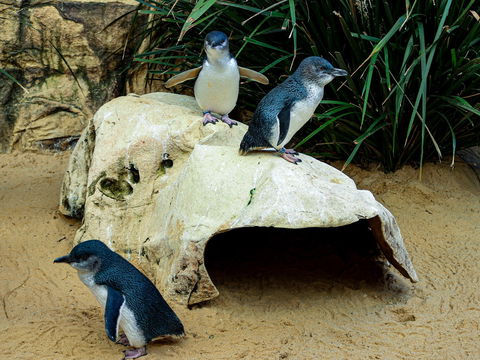 Sydney's Aquarium - Accommodation Newcastle 2