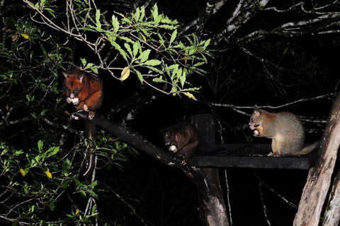 Broken River Mountain Resort - Accommodation Newcastle 1