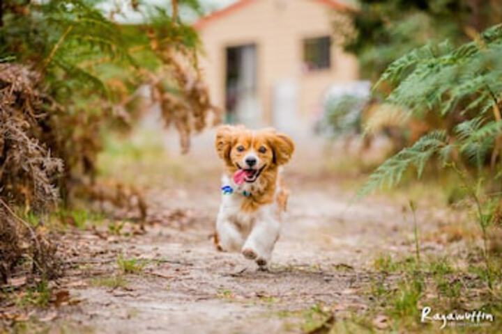 Bambra VIC Accommodation Newcastle