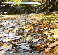 Cradle Forest Inn - Accommodation Newcastle