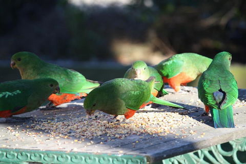 Omeo Motel - Accommodation Newcastle 4