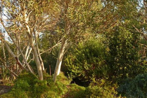 The Linden Bed & Breakfast - Accommodation Newcastle 4