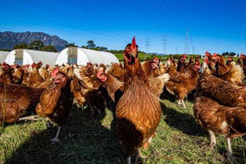 Carinya Farm Holiday Retreat - Accommodation Newcastle 7