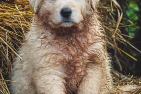 Carinya Farm Holiday Retreat - Accommodation Newcastle 6