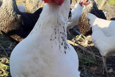 Lockleigh Park - Accommodation Newcastle 3