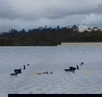 Lake Yalleena Nature Retreat - Accommodation Newcastle