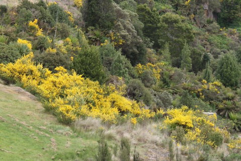 Bischoff Hotel - Accommodation Newcastle 1