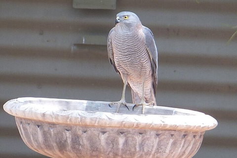 Kathys Place Bed And Breakfast - Accommodation Newcastle 3