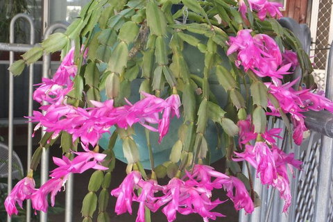 Kathys Place Bed And Breakfast - Accommodation Newcastle 1