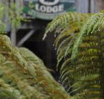 The Wombat Cottage - Accommodation Newcastle