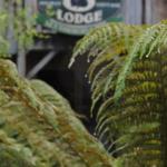 The Wombat Cottage - Accommodation Newcastle 0