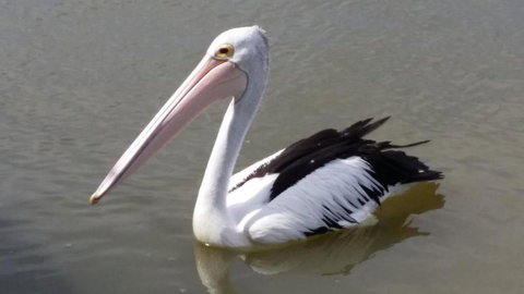 PS Federal Retreat Paddle Steamer Goolwa - Accommodation Newcastle 5