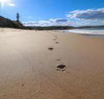 Surfers Paradise at Catherine Hill Bay - Accommodation Newcastle