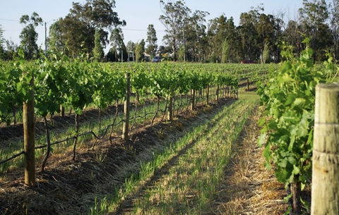 Renovated Cottage Aberdare Hunter Valley - Accommodation Newcastle 0