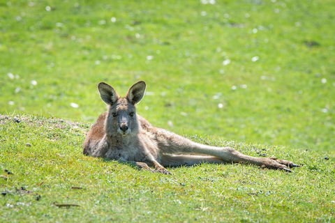 Halls Gap Motel - Accommodation Newcastle 5