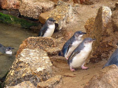 Close Encounters Bed & Breakfast - Accommodation Newcastle 5