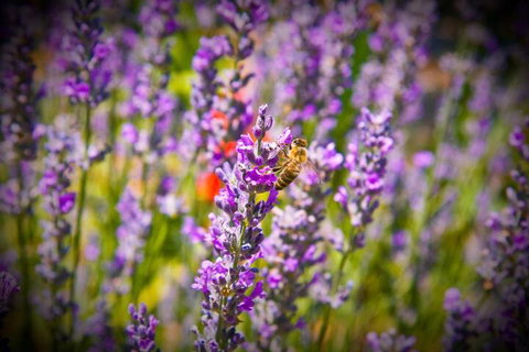 Brayfield Cottage - Accommodation Newcastle 6