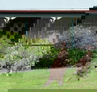 Cedar Lodge Cabins - Accommodation Newcastle