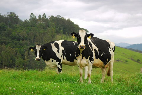 The Ridge - Gloucester - Accommodation Newcastle 3