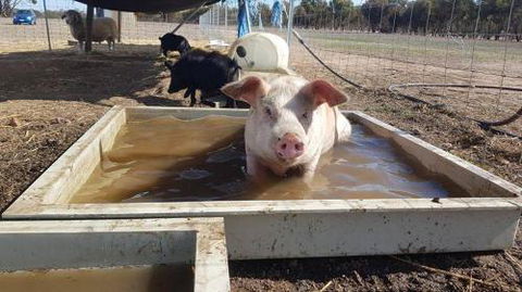 A Better Life Animal Sanctuary FarmStay Private Two Bedrooms Lounge Room & Bathroom & Toilet Shared Kitchen - Accommodation Newcastle 2