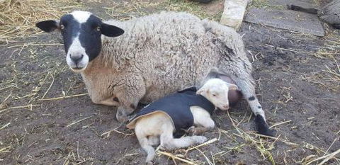 A Better Life Animal Sanctuary FarmStay Private Two Bedrooms Lounge Room & Bathroom & Toilet Shared Kitchen - Accommodation Newcastle 1