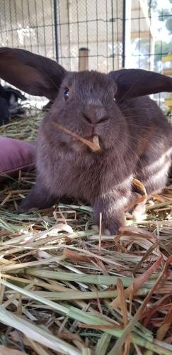 A Better Life Animal Sanctuary FarmStay Private Two Bedrooms Lounge Room & Bathroom & Toilet Shared Kitchen - Accommodation Newcastle 5