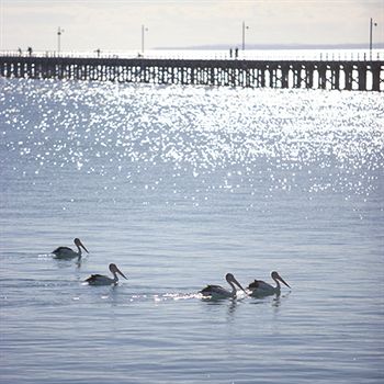 Peppers Pier Resort - Accommodation Newcastle 3