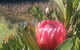 Creswick Cabin Retreat - thumb 0