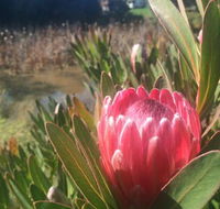 Creswick Cabin Retreat - Accommodation Newcastle