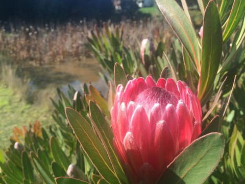 Creswick Cabin Retreat - Accommodation Newcastle 0