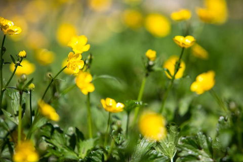 Buttercup Hill - Accommodation Newcastle 3