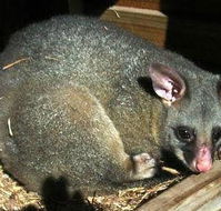 Giba Gunyah Country Cottages - Accommodation Newcastle