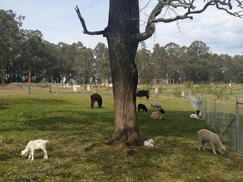 Honeycomb Valley Farm - Accommodation Newcastle 2