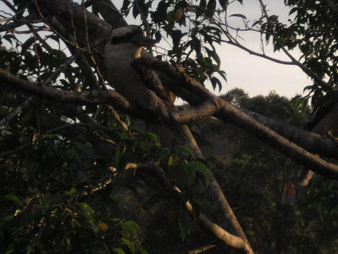 Amamoor Homestead B&B And Country Cottages - Accommodation Newcastle 2