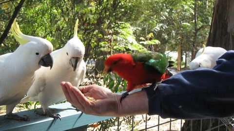 Lorne Bush House Cottages & Eco Retreats - Accommodation Newcastle 0