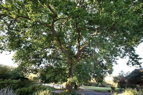 Limetree Hideaway - Accommodation Newcastle 7