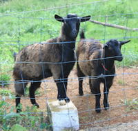 Alstonville Country Cottages - Accommodation Newcastle