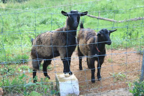 Alstonville Country Cottages - Accommodation Newcastle 0