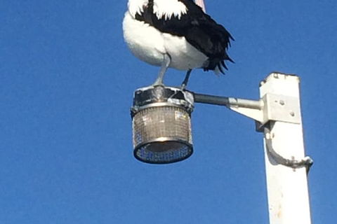 Sanctuary Lakes Fauna Retreat - Accommodation Newcastle 3