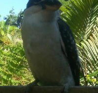 Tropic Oasis Holiday Villas - Accommodation Newcastle