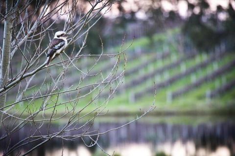 Bettenays Margaret River - Accommodation Newcastle 4