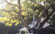 Bangalow Guesthouse - thumb 3