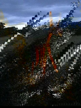 Anderida - Accommodation Newcastle 4