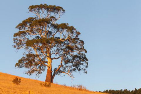 2 Dukes Daylesford - Accommodation Newcastle 5
